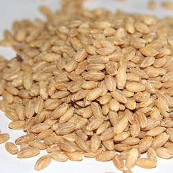 barley orzo perlato cereals chinese pearl pot names medicine hindi foods english name cereal ricette list piselli hulled alimenti flu